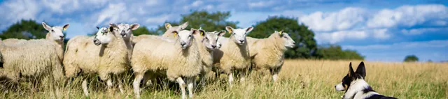 Schafe auf der Weide Schafe auf der Weide