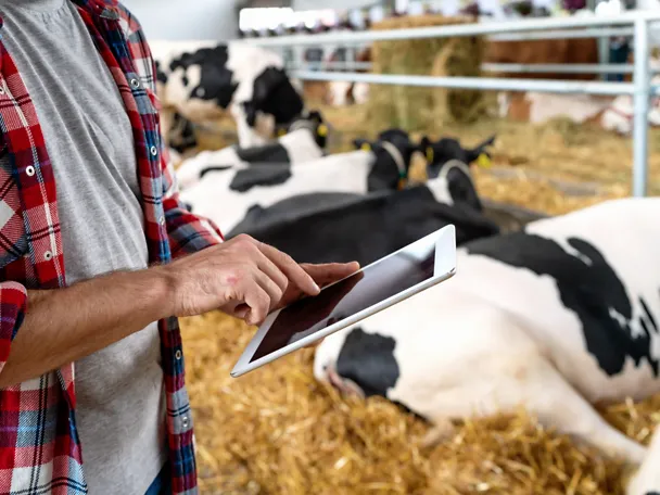 News & Media Mann mit Tablet im Kuhstall News & Media Mann mit Tablet im Kuhstall