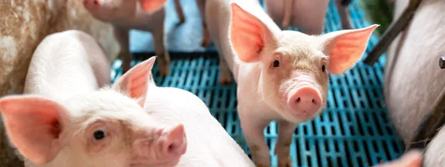 Schweine in Schweinebuchten mit Spaltenboden Schweine in Schweinebuchten mit Spaltenboden