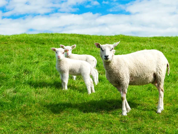 Mutterschaf mit zwei Lämmern auf der Weide Mutterschaf mit zwei Lämmern auf der Weide