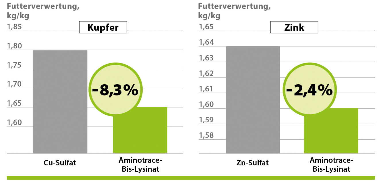 Aminotrace v krmive pre hydinu Aminotrace v krmive pre hydinu