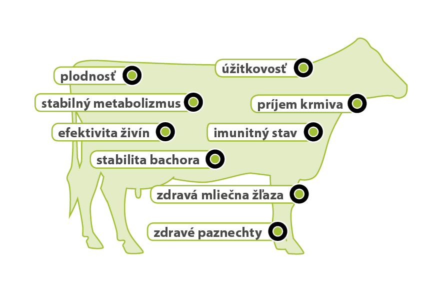 AMINOTRACE bei Rindern AMINOTRACE bei Rindern