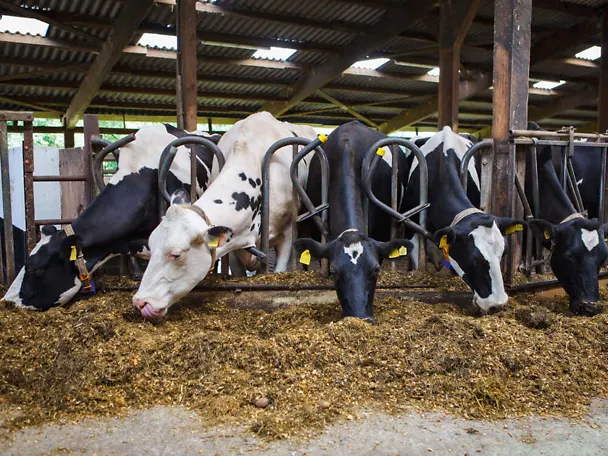 Dojnice pri kŕmnom žľabe Dojnice pri kŕmnom žľabe