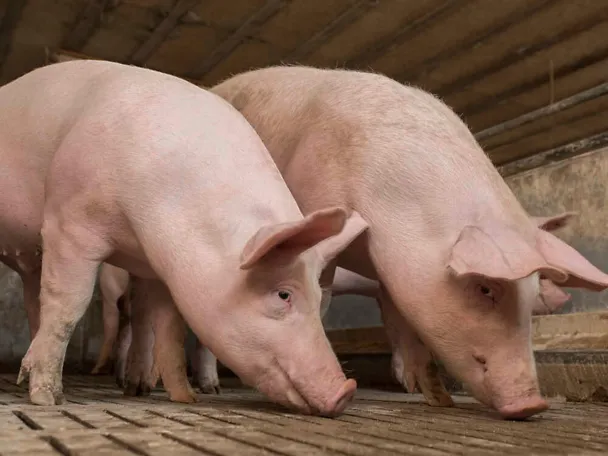 Mastschweine Mastschweine