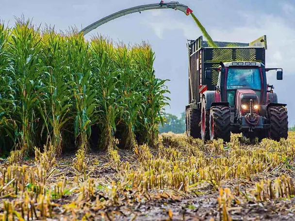 Maissilage Maissilage