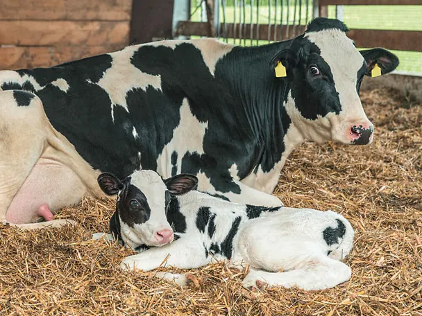 Kuh mit Kalb Kuh mit Kalb